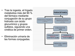 Tras la ingesta, el hígado metaboliza más del 90 % del fármaco mediante conjugación de su grupo hidroxilo con ácido glucurónico y grupos sulfatos, siguiendo una cinética de primer orden. Eliminación urinaria de las formas conjugadas. 