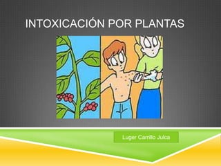 INTOXICACIÓN POR PLANTAS

Luger Carrillo Julca

 