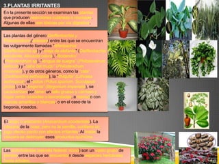 3.PLANTAS IRRITANTES
En la presente sección se examinan las plantas
que producen reacciones cutáneas o mucosas.
Algunas de ellas son tóxicas por vía digestiva.
Las plantas del género Dieffenbachia y
Philodendrum,(aráceas) entre las que se encuentran
las vulgarmente llamadas “difenbachia”
(Dieffenbachia sp) y “oreja de elefante” (Dieffenbachia
esculenta, Alocasia odora), “filodendro”
(Philodendrum sp), “lengua de suegra” (Philodendrum
selloum) y “caña del mudo” (Philodendrum
misionero), y de otros géneros, como la “cala”
(Zantheschia aethiopica), la “chiquita” (Lithraea
aethiopica), el “potus (Potus sporium, Scindapus
pictus), o la “begonia” (Begonium imperialis), se
caracterizan por tener un tallo grueso y carnoso y
hojas verde ovaladas o lanceoladas, a menudo con
marcas amarillas o blancas, o en el caso de la
begonia, rosados.
El acajú o anacardo (Anacardium occidentale). La
cáscara de la nuez, pero no la semilla, contiene un
jugo oleoso pardo con efectos irritantes. Al tostar la
cáscara se destruyen esos productos químicos.

Las euforbiáceas (estrella federal, ricino) son un vasto grupo de
plantas entre las que se encuentran desde especies herbáceas
hasta árboles.

 