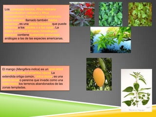 Los zumaques tóxicos, Rhus radicans
(Toxicodendron radicans) y Rhus
toxicodendron (Toxicodendron toxicarium).
Rhus radicans, llamado también hierba
venenosa, es una planta trepadora que puede
adherirse a los árboles o a las casas. La
hiedra venenosa africana (Smodingium
argutum) contiene sustancias venenosas
análogas a las de las especies americanas.

El mango (Mangifera indica) es un gran árbol
con frutos verdes o amarillos rojizos La
extendida ortiga común. Urtica dioica, es una
planta anual o perenne que invade como una
mala hierba los terrenos abandonados de las
zonas templadas.

 