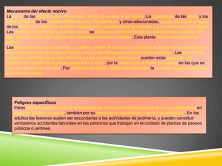 Mecanismo del efecto nocivo
La savia de las euforbiáceas irrita la piel y afecta al cerebro si se ingiere. La procedente de las hojas y los
tallos cortados de las plantas Dieffenbachia, Fhilodendrum y otras relacionadas, causa una fuerte irritación
de los labios y el interior de la boca y la garganta y puede afectar al corazón y a los músculos si se ingiere.
Las reacciones cutáneas a la ortiga común se producen por la acción de las vellosidades urticantes del
tallo y de las hojas, que desprenden productos químicos irritantes. Esta planta no es venenosa si se
ingiere.
Las cáscaras de la nuez de acajú, los tallos y pieles de los frutos del mango, la hiedra venenosa africana y
los zumaques tóxicos producen fuertes reacciones alérgicas en las personas sensibles. Las reacciones
alérgicas a la hiedra venenosa africana y a los zumaques americanos pueden estar causadas por
contacto con tejidos de la planta aplastados o rotos, por la savia o por el humo de fogatas en las que se
queman plantas de este tipo. Por contacto con ropa o dedos contaminados la erupción puede propagarse
al resto del cuerpo.

Peligros específicos
Estas plantas pueden producir enfermedad en niños como consecuencia de su uso ornamental en
hogares, jardines y plazas, también por su crecimiento espontáneo y la fácil accesibilidad. En los
adultos las lesiones suelen ser secundarias a las actividades de jardinería, y pueden constituir
verdaderos accidentes laborales en las personas que trabajan en el cuidado de plantas de paseos
públicos o jardines.

 