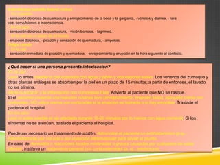 Euforbiáceas (estrella federal, ricino)
Por ingestión:
- sensación dolorosa de quemadura y enrojecimiento de la boca y la garganta, - vómitos y diarrea, - rara
vez, convulsiones e inconsciencia.
En los ojos:
- sensación dolorosa de quemadura, - visión borrosa, - lagrimeo.
En la piel (en un plazo de 24 horas):
- erupción dolorosa, - picazón y sensación de quemadura, - ampollas.
Ortiga común
En la piel:
- sensación inmediata de picazón y quemadura, - enrojecimiento y erupción en la hora siguiente al contacto.

¿Qué hacer si una persona presenta intoxicación?
En la piel
Lave lo antes posible la piel expuesta con agua y jabón y una esponja suave. Los venenos del zumaque y
otras plantas análogas se absorben por la piel en un plazo de 15 minutos; a partir de entonces, el lavado
no los elimina.
Alivie la picazón y la inflamación con compresas frías. Advierta al paciente que NO se rasque.
Si el paciente presenta una reacción cutánea leve (enrojecimiento, erupción seca), aplíquele crema con
corticoides. NO utilice crema con corticoides si la erupción es húmeda o si hay ampollas. Traslade el
paciente al hospital.
En los ojos
Lave lo antes posible el ojo afectado durante 15-20 minutos por lo menos con agua corriente. Si los
síntomas no se atenúan, traslade el paciente al hospital.
Puede ser necesario un tratamiento de sostén. Administre al paciente un antihistamínico (p.ej.,
difenhidramina) por vía oral o por inyección intramuscular para aliviar el prurito.
En caso de dermatitis o reacciones locales moderadas o graves causadas por cualquiera de estas
plantas, instituya un tratamiento general con corticosteroides (p. ej., prednisona),

 