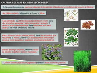 4.PLANTAS USADAS EN MEDICINA POPULAR
En la presente sección se examinan algunas de las plantas utilizadas como medicinas de acuerdo al folklore:
Ajo (Allium sativum): el principio activo es la Allina.

Anís estrellado, es el fruto desecado del Illicium verum, tiene
olor aromático agradable y sabor azucarado y anisado. El
principio activo mas importante de la esencia de anís es el
anetol. Anís verde (Pimpinella anisum).

Boldo (Peamus boldus, Boldea boldus), tiene olor aromático que
recuerda a la menta. Contiene un aceite esencial formado por
cineol, p-cimol ascaridol, y alcaloides (principalmente boldina).

Borraja (Borrago officinalis) contiene nitrato
de potasio, oxalato de calcio y mucílagos.

Cola de caballo (Equisetum giganteum) contiene ácido aconítico y resinas.

 