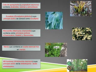 Cola de quirquincho (Lycopodium saururus)
contiene alcaloides, resinas y peroxidasas

Eucalipto (Eucalyptus globulus) cuyo
principio activo se conoce como eucaliptol.

Manzanilla (Matricaria chamomilla) que
contiene como principios activos:
cChamzuleno, bisabol, y flavonoides.

Menta que contiene un aceite esencial rico
en mentol.

Mil hombres (Aristolochia macroura) cuyo
principio activo es la aristoloquina - ácido
aristoloquico.

 