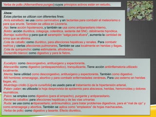 Yerba de pollo (Alternanthera punges) cuyos principios activos están en estudio.
.Usos:
.Estas plantas se utilizan con diferentes fines:
.Anís estrellado: se usa como carminativo y en lactantes para combatir el meteorismo o
para que eructe. También se utiliza en Licorería.
.Ajo: tiene acción hipotensora, y también se usa como antiparasitario interno.
.Boldo: acción diurética, colagoga, colerética, sedante del SNC, débilmente hipnótica.
.Borraja: sudorífico y para que el sarampión “salga para afuera”, aumenta la cantidad de
orina que se elimina.
.Cola de caballo: como diurético, para afecciones hepáticas y renales. Para combatir
resfríos y ciertas afecciones pulmonares, También se usa localmente en heridas y llagas.
.Cola de quirquincho: como estimulante, afrodisíaco.
.Duraznillo blanco: como digestivo y para la fiebre.
.Eucalipto: como descongestivo, antitusígeno y expectorante.
.Manzanilla: como digestivo (antiespasmódico), tranquilizante. Tiene acción antiinflamatoria utilizado
localmente.
.Menta: tiene utilidad como descongestivo, antitusígeno y expectorante. También como digestivo
.Mil hombres: emenagogo, abortivo y para combatir enfermedades venéreas. Para uso externo en heridas
llagas, etc.
.Muérdago criollo (Liguria cuneifolia) es usado para el tratamiento de la hipertensión arterial.
.Palan- palan: es utilizada la hoja desprovista de epidermis para abscesos, heridas, hemorroides y dolores
reumáticos.
.Paico: se emplea como digestivo (para el empacho), purgante y antiparasitario.
.Revienta caballos: para afecciones hepáticas y de las vías urinarias
.Ruda: se usa como antiparasitario, antirreumático, para tratar problemas digestivos, para el “mal de ojo” y
como emenagoga y abortiva. También se aplica como “emplastos” de hojas machacadas.
.Yerba de pollo: como digestivo y laxante. Efecto diurético.

 