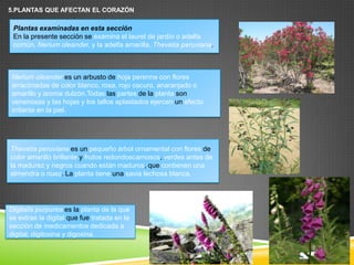 5.PLANTAS QUE AFECTAN EL CORAZÓN

Plantas examinadas en esta sección
En la presente sección se examina el laurel de jardín o adelfa
común, Nerium oleander, y la adelfa amarilla, Thevetia peruviana.

Nerium oleander es un arbusto de hoja perenne con flores
arracimadas de color blanco, rosa, rojo oscuro, anaranjado o
amarillo y aroma dulzón.Todas las partes de la planta son
venenosas y las hojas y los tallos aplastados ejercen un efecto
irritante en la piel.

Thevetia peruviana es un pequeño árbol ornamental con flores de
color amarillo brillante y frutos redondoscarnosos, verdes antes de
la madurez y negros cuando están maduros, que contienen una
almendra o nuez. La planta tiene una savia lechosa blanca.

Digitalis purpurea es la planta de la que
se extrae la digital que fue tratada en la
sección de medicamentos dedicada a
digital, digitoxina y digoxina.

 