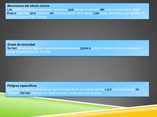 Mecanismo del efecto nocivo
Las adelfas contienen sustancias venenosas que afectan al corazón del mismo modo que la digital.
Esas sustancias se encuentran en todas las partes de la planta. Las hojas, las raíces y las semillas de
Digitalis purpurea son tóxicas.

Grado de toxicidad
Se han observado algunos casos de envenenamiento grave e incluso mortal en niños y adultos por
haber comido frutos de Thevetia.

Peligros específicos
Los niños se sienten atraídos por las hermosas flores de ambas plantas y por los frutos verdes de
Thevetia. Se han utilizado con fines suicidas, y para provocar abortos.

 