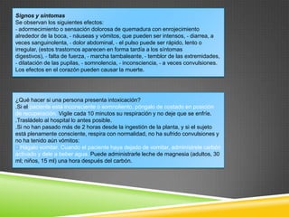 Signos y síntomas
Se observan los siguientes efectos:
- adormecimiento o sensación dolorosa de quemadura con enrojecimiento
alrededor de la boca, - náuseas y vómitos, que pueden ser intensos, - diarrea, a
veces sanguinolenta, - dolor abdominal, - el pulso puede ser rápido, lento o
irregular, (estos trastornos aparecen en forma tardía a los síntomas
digestivos), - falta de fuerza, - marcha tambaleante, - temblor de las extremidades,
- dilatación de las pupilas, - somnolencia, - inconsciencia, - a veces convulsiones.
Los efectos en el corazón pueden causar la muerte.

¿Qué hacer si una persona presenta intoxicación?
.Si el paciente está inconsciente o somnoliento, póngalo de costado en posición
de recuperación. Vigile cada 10 minutos su respiración y no deje que se enfríe.
.Trasládelo al hospital lo antes posible.
.Si no han pasado más de 2 horas desde la ingestión de la planta, y si el sujeto
está plenamente consciente, respira con normalidad, no ha sufrido convulsiones y
no ha tenido aún vómitos:
Hágalo vomitar. Cuando el paciente haya dejado de vomitar, adminístrele carbón
activado y dele a beber agua. Puede administrarle leche de magnesia (adultos, 30
ml; niños, 15 ml) una hora después del carbón.

 