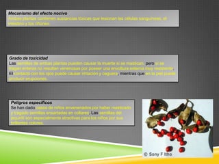 Mecanismo del efecto nocivo
Ambas plantas contienen sustancias tóxicas que lesionan las células sanguíneas, el
intestino y los riñones.

Grado de toxicidad
Las semillas de ambas plantas pueden causar la muerte si se mastican, pero si se
tragan enteras no resultan venenosas por poseer una envoltura externa muy resistente.
El contacto con los ojos puede causar irritación y ceguera, mientras que en la piel puede
producir erupciones.

Peligros específicos
Se han dado casos de niños envenenados por haber masticado
y tragado semillas ensartadas en collares. Las semillas del
jequiriti son especialmente atractivas para los niños por sus
brillantes colores.

 