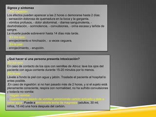 Signos y síntomas
Por ingestión:
Los efectos pueden aparecer a las 2 horas o demorarse hasta 2 días:
- sensación dolorosa de quemadura en la boca y la garganta,
- vómitos profusos, - dolor abdominal, - diarrea sanguinolenta, deshidratación, - somnolencia, - convulsiones, - orina escasa y teñida de
sangre.
La muerte puede sobrevenir hasta 14 días más tarde.
En los ojos:
- enrojecimiento e hinchazón, - a veces ceguera.
En la piel:
- enrojecimiento, - erupción.

¿Qué hacer si una persona presenta intoxicación?
.En los ojos
En caso de contacto de los ojos con semillas de Abrus: lave los ojos del
paciente con agua corriente durante 15-20 minutos por lo menos.
.En la piel
Lávele a fondo la piel con agua y jabón. Traslade el paciente al hospital lo
antes posible.
.En caso de ingestión: si no han pasado más de 2 horas, y si el sujeto está
plenamente consciente, respira con normalidad, no ha sufrido convulsiones
y todavía no vomita:
Hágalo vomitar.
Cuando haya dejado de vomitar, adminístrele carbón activado y dele a
beber agua. Puede administrarle leche de magnesia (adultos, 30 ml;
niños, 15 ml) una hora después del carbón.

 