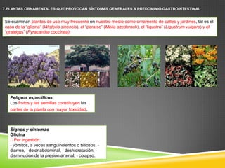 7.PLANTAS ORNAMENTALES QUE PROVOCAN SÍNTOMAS GENERALES A PREDOMINIO GASTROINTESTINAL

Se examinan plantas de uso muy frecuente en nuestro medio como ornamento de calles y jardines, tal es el
caso de la “glicina” (Wisteria sinencis), el “paraíso” (Melia azedarach), el “ligustro” (Ligustrum vulgare) y el
“grategus” (Pyracantha coccinea).

Peligros específicos
Los frutos y las semillas constituyen las
partes de la planta con mayor toxicidad.

Signos y síntomas
Glicina
Por ingestión:
- vómitos, a veces sanguinolentos o biliosos, diarrea, - dolor abdominal, - deshidratación, disminución de la presión arterial, - colapso.

 