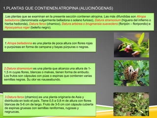 1.PLANTAS QUE CONTIENEN ATROPINA (ALUCINÓGENAS)
.Las plantas que se examinan en la presente sección contienen atropina. Las más difundidas son Atropa
belladonna (denominada vulgarmente belladona o solano furioso), Datura stramonium (higuera del infierno o
hierba hedionda), Datura ferox (chamico), Datura arbórea o brugmansia suaveolens (floripón – floripondio) e
Hyoscyamus niger (beleño negro).

1.Atropa belladonna es una planta de poca altura con flores rojas
o purpúreas en forma de campana y bayas púrpuras o negras.

2.Datura stramonium es una planta que alcanza una altura de 11,5 m cuyas flores, blancas o malvas, tienen forma de embudo.
Los frutos son cápsulas con púas o espinas que contienen varias
semillas negras. Su olor es nauseabundo.

3.Datura ferox (chamico) es una planta originaria de Asia y
distribuida en todo el país. Tiene 0,5 a 0,8 m de altura con flores
blancas de 5-6 cm de largo. Fruto de 3-5 cm con cápsula cubierta
de espinas gruesas con semillas reniformes, rugosas y
negruzcas.

 