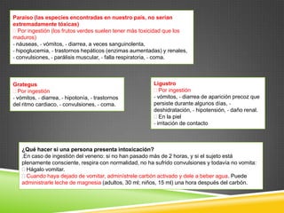 Paraíso (las especies encontradas en nuestro país, no serían
extremadamente tóxicas)
Por ingestión (los frutos verdes suelen tener más toxicidad que los
maduros)
- náuseas, - vómitos, - diarrea, a veces sanguinolenta,
- hipoglucemia, - trastornos hepáticos (enzimas aumentadas) y renales,
- convulsiones, - parálisis muscular, - falla respiratoria, - coma.

Grategus
Por ingestión
- vómitos, - diarrea, - hipotonía, - trastornos
del ritmo cardiaco, - convulsiones, - coma.

Ligustro
Por ingestión
- vómitos, - diarrea de aparición precoz que
persiste durante algunos días, deshidratación, - hipotensión, - daño renal.
En la piel
- irritación de contacto

¿Qué hacer si una persona presenta intoxicación?
.En caso de ingestión del veneno: si no han pasado más de 2 horas, y si el sujeto está
plenamente consciente, respira con normalidad, no ha sufrido convulsiones y todavía no vomita:
Hágalo vomitar.
Cuando haya dejado de vomitar, adminístrele carbón activado y dele a beber agua. Puede
administrarle leche de magnesia (adultos, 30 ml; niños, 15 ml) una hora después del carbón.

 
