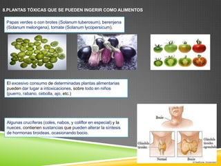 8.PLANTAS TÓXICAS QUE SE PUEDEN INGERIR COMO ALIMENTOS
Papas verdes o con brotes (Solanum tuberosum), berenjena
(Solanum melongena), tomate (Solanum lycopersicum).

El excesivo consumo de determinadas plantas alimentarias
pueden dar lugar a intoxicaciones, sobre todo en niños
(puerro, rabano, cebolla, ajo, etc.)

Algunas crucíferas (coles, nabos, y coliflor en especial) y la
nueces, contienen sustancias que pueden alterar la síntesis
de hormonas tiroideas, ocasionando bocio.

 