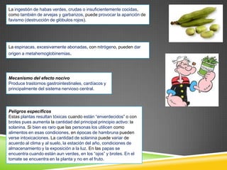 La ingestión de habas verdes, crudas o insuficientemente cocidas,
como también de arvejas y garbanzos, puede provocar la aparición de
favismo (destrucción de glóbulos rojos).

La espinacas, excesivamente abonadas, con nitrógeno, pueden dar
origen a metahemoglobinemias.

Mecanismo del efecto nocivo
Produce trastornos gastrointestinales, cardíacos y
principalmente del sistema nervioso central.

Peligros específicos
Estas plantas resultan tóxicas cuando están “enverdecidos” o con
brotes pues aumenta la cantidad del principal principio activo: la
solanina. Si bien es raro que las personas los utilicen como
alimentos en esas condiciones, en épocas de hambruna pueden
verse intoxicaciones. La cantidad de solanina puede variar de
acuerdo al clima y al suelo, la estación del año, condiciones de
almacenamiento y la exposición a la luz. En las papas se
encuentra cuando están aun verdes, en los “ojos” y brotes. En el
tomate se encuentra en la planta y no en el fruto.

 