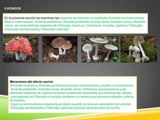 9.HONGOS

En la presente sección se examinan las especies de Amanita, en particular Amanita muscaria (oronja
falsa o matamoscas), Amanita pantherina, Amanita phalloides (oronja verde) Amanita verna y Amanita
virosa, así como distintas especies de Clitocybe, Coprinus, Cortinarius, Inocybe, Lepiota y Psilocybe
(Psilocybe semilanceata y Psilocybe cubensis).

Mecanismo del efecto nocivo
.Amanita muscaria y Amanita pantherina provocan alucinaciones y sueño o inconsciencia.
.Amanita phalloides, Amanita virosa, Amanita verna, Cortinarius speciosissimus y las
diferentes especies de Lepiota contienen sustancias venenosas que lesionan las células.
.Las especies de Clitocybe e Inocybe contienen un veneno que provoca sudación y afecta
al intestino.
.Coprinus atramentarius solamente es tóxico cuando se toma en asociación con alcohol.
.Psilocybe semilanceata y Psilocibe cubensis producen alucinaciones sin sueño.

 