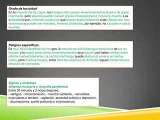 Grado de toxicidad
En la mayoría de los casos, los hongos sólo causan envenenamientos leves o de grado
intermedio, pero algunos pueden causar graves intoxicaciones e incluso la muerte. Las
variedades que contienen sustancias que atacan específicamente a las células son muy
venenosas y pueden ser mortales. Amanita phalloides, por ejemplo, ha causado muchas
muertes.

Peligros específicos
Es muy difícil identificar los hongos. A menudo es difícil distinguir los tóxicos de los no
tóxicos, y la mayor parte de los envenenamientos se producen por haber comido estos
últimos inadvertidamente. La cocción del hongo puede destruir el veneno en ciertos
casos, pero muchos hongos, entre ellos las especies de Amanita, siguen siendo tóxicos
después de cocinados.

Signos y síntomas
Amanita muscaria y Amanita pantherina
Entre 30 minutos y 2 horas después:
- vértigos, - incoordinación, - marcha vacilante, - sacudidas
musculares o temblor, - agitación, ansiedad euforia o depresión,
- alucinaciones, sueño profundo o inconsciencia.

 