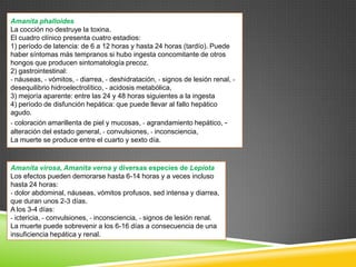 Amanita phalloides
La cocción no destruye la toxina.
El cuadro clínico presenta cuatro estadios:
1) período de latencia: de 6 a 12 horas y hasta 24 horas (tardío). Puede
haber síntomas más tempranos si hubo ingesta concomitante de otros
hongos que producen sintomatología precoz.
2) gastrointestinal:
- náuseas, - vómitos, - diarrea, - deshidratación, - signos de lesión renal, desequilibrio hidroelectrolítico, - acidosis metabólica,
3) mejoría aparente: entre las 24 y 48 horas siguientes a la ingesta
4) período de disfunción hepática: que puede llevar al fallo hepático
agudo.
- coloración amarillenta de piel y mucosas, - agrandamiento hepático, alteración del estado general, - convulsiones, - inconsciencia,
La muerte se produce entre el cuarto y sexto día.

Amanita virosa, Amanita verna y diversas especies de Lepiota
Los efectos pueden demorarse hasta 6-14 horas y a veces incluso
hasta 24 horas:
- dolor abdominal, náuseas, vómitos profusos, sed intensa y diarrea,
que duran unos 2-3 días.
A los 3-4 días:
- ictericia, - convulsiones, - inconsciencia, - signos de lesión renal.
La muerte puede sobrevenir a los 6-16 días a consecuencia de una
insuficiencia hepática y renal.

 