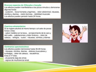 Diversas especies de Clitocybe e Inocybe
Los efectos pueden manifestarse a los pocos minutos o demorarse
algunas horas:
- sudación, - boca húmeda y lagrimeo, - dolor abdominal, náuseas,
vómitos y diarrea, - visión borrosa, - debilidad muscular.
Los efectos pueden persistir hasta 24 horas.

Coprinus atramentarius
Si se ingiere alcohol al mismo tiempo o al cabo de pocas
horas o días:
- sabor metálico en la boca, - enrojecimiento de la cara y
del cuello, - palpitaciones y dolor torácico, - dolor de
cabeza, - vértigos, - sudor, - náuseas, vómitos y diarrea.

Cortinarius speciosissimus
Los efectos pueden demorarse hasta 36-48 horas:
- náuseas, vómitos, diarrea, - dolores musculares y
lumbalgia, - dolor de cabeza, - escalofríos.
A los 2-17 días:
- el paciente deja de orinar,
- signos de insuficiencia renal.

 