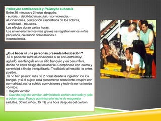 Psilocybe semilanceata y Psilocybe cubensis
Entre 30 minutos y 2 horas después:
- euforia, - debilidad muscular, - somnolencia, alucinaciones, percepción exacerbada de los colores,
- ansiedad, - náuseas.
Los efectos duran varias horas.
Los envenenamientos más graves se registran en los niños
pequeños, causando convulsiones e
inconsciencia.

¿Qué hacer si una personas presenta intoxicación?
.Si el paciente sufre alucinaciones o se encuentra muy
agitado, manténgale en un sitio tranquilo y en penumbra,
donde no corra riesgo de lesionarse. Compórtese con calma y
serenidad a fin de tranquilizarlo. Trasládelo al hospital lo antes
posible.
.Si no han pasado más de 2 horas desde la ingestión de los
hongos, y si el sujeto está plenamente consciente, respira con
normalidad, no ha sufrido convulsiones y todavía no ha tenido
vómitos:
Hágalo vomitar.
Cuando deje de vomitar, adminístrele carbón activado y dele
a beber agua. Puede administrarle leche de magnesia
(adultos, 30 ml; niños, 15 ml) una hora después del carbón.

 