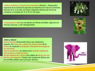 4.Datura arbórea o brugmansia suaveolens (floripón – floripondio)
originaria de la amazonia peruana se diseminó por todo el continente.
Arbusto de 2 m de alto con flores colgantes blancas de forma de
campana o trompeta de 15 a 30 cm de largo.

5.Hyoscyamus niger es una planta con flores amarillas, algunas con
marcas púrpuras, y olor desagradable.

.Usos y abuso:
Datura arbórea (floripondio) tiene uso medicinal y
sagrado. Se hace uso y abuso de varias partes de la
planta; en especial se preparan infusiones alucinógenas
con las flores.
Datura stramonium se utiliza como remedio tradicional
para prevenir o tratar el asma.
Atropa belladonna y Datura son objeto de abuso por sus
efectos alucinógenos. Partes más usadas de Datura son
las semillas,utilizan para provocar abortos.

 