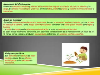 .Mecanismo del efecto nocivo
.Producen excitación nerviosa y afectan a los nervios que regulan el corazón, los ojos, el intestino y la
vejiga. Su empleo reseca la piel y la boca, produce fiebre, dilata las pupilas y acelera el ritmo cardíaco y la
respiración.

.Grado de toxicidad
.Todas las partes de estas plantas son venenosas, incluso si se comen asadas o hervidas, ya que el calor
no destruye el veneno. Tanto Atropa como Hyoscyamus contienen una savia que es irritante para la piel y
los ojos.
.La savia de Atropa puede provocar una intoxicación si entra en contacto con los ojos.
La dosis tóxica de atropina es variable. Los pacientes se restablecen de la intoxicación en un plazo de 2448 horas, pero a veces se producen casos graves, sobre todo en ancianos y niños pequeños.

.Peligros específicos
.Las personas que abusan de estas
plantas a causa de sus efectos
alucinógenos están expuestas a
intoxicarse.

 