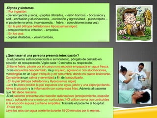 .Signos y síntomas
Por ingestión:
- piel enrojecida y seca, - pupilas dilatadas, - visión borrosa, - boca seca y
sed, - confusión y alucinaciones, - excitación y agresividad, - pulso rápido, el paciente no orina, inconsciencia, - fiebre, - convulsiones (rara vez).
En la piel (Atropa belladonna e Hyoscyamus niger):
- enrojecimiento e irritación, - ampollas.
En los ojos:
- pupilas dilatadas, - visión borrosa,

¿Qué hacer si una persona presenta intoxicación?
.Si el paciente está inconsciente o somnoliento, póngalo de costado en
posición de recuperación. Vigile cada 10 minutos su respiración.
.Si tiene fiebre, pásele por el cuerpo una esponja empapada en agua fresca.
.Si se encuentra desorientado, muy inquieto, agresivo o con alucinaciones,
manténgalo en un lugar tranquilo y en penumbra, donde no pueda lesionarse.
Compórtese con calma y serenidad a fin de tranquilizarlo.
. En la piel (Atropa belladonna y Hyoscyamus niger)
.Lave lo antes posible la piel expuesta con agua, jabón y una esponja blanda.
Alivie la picazón y la inflamación con compresas frías. Advierta al paciente
que NO debe rascarse.
.Si el paciente presenta una reacción cutánea leve (enrojecimiento, erupción
seca), aplíquele una crema con corticoides. NO utilice crema con corticoides
si la erupción supura o si tiene ampollas. Traslade el paciente al hospital.
.En los ojos
Lave los ojos con agua corriente durante 15-20 minutos por lo menos.

 
