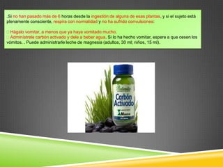 .Si no han pasado más de 6 horas desde la ingestión de alguna de esas plantas, y si el sujeto está
plenamente consciente, respira con normalidad y no ha sufrido convulsiones:
Hágalo vomitar, a menos que ya haya vomitado mucho.
Adminístrele carbón activado y dele a beber agua. Si lo ha hecho vomitar, espere a que cesen los
vómitos. . Puede administrarle leche de magnesia (adultos, 30 ml; niños, 15 ml).
.

 