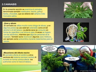 2.CANNABIS
En la presente sección se examina el cannabis,
denominado también marihuana, hachís, grifa y
hierba, chocolate, que se obtiene del cáñamo indio
Cannabis sativa.

.Usos y abuso
.El cannabis se utiliza mucho como droga de abuso, y en
algunos países su uso está tan extendido como el del
alcohol o el del tabaco. La planta seca se consume en
forma de cigarrillos o se fuma en pipa. A veces se ingiere
con los alimentos, mientras que algunas personas se la
inyectan. También se le reconocen algunos usos médicos,
por ejemplo como antivomitivo durante tratamientos para el
cáncer.

.Mecanismo del efecto nocivo
El cannabis afecta al cerebro y otros
sectores del sistema nervioso central. Al
fumarlo en forma crónica afecta los
pulmones como lo hace el tabaco.

 