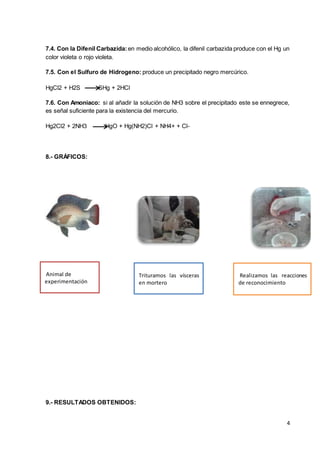 4
7.4. Con la Difenil Carbazida: en medio alcohólico, la difenil carbazida produce con el Hg un
color violeta o rojo violeta.
7.5. Con el Sulfuro de Hidrogeno: produce un precipitado negro mercúrico.
HgCl2 + H2S SHg + 2HCl
7.6. Con Amoniaco: si al añadir la solución de NH3 sobre el precipitado este se ennegrece,
es señal suficiente para la existencia del mercurio.
Hg2Cl2 + 2NH3 HgO + Hg(NH2)Cl + NH4+ + Cl-
8.- GRÁFICOS:
9.- RESULTADOS OBTENIDOS:
Animal de
experimentación
Realizamos las reacciones
de reconocimiento
Trituramos las vísceras
en mortero
 