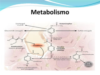 Metabolismo 