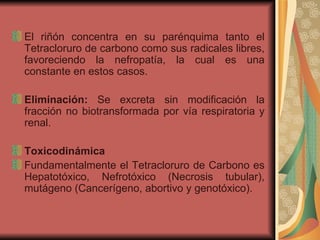 El riñón concentra en su parénquima tanto el Tetracloruro de carbono como sus radicales libres, favoreciendo la nefropatía, la cual es una constante en estos casos. Eliminación:  Se excreta sin modificación la fracción no biotransformada por vía respiratoria y renal. Toxicodinámica Fundamentalmente el Tetracloruro de Carbono es Hepatotóxico, Nefrotóxico (Necrosis tubular), mutágeno (Cancerígeno, abortivo y genotóxico). 