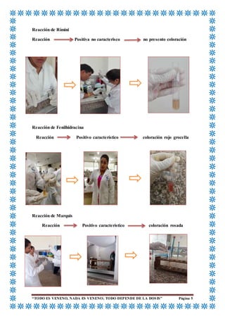 “TODO ES VENENO, NADA ES VENENO; TODO DEPENDE DE LA DOSIS” Página 5
Reacción de Rímini
Reacción Positiva no caracterisco no presento coloración
Reacción de Fenilhidracina
Reacción Positivo característico coloración rojo grocella
Reacción de Marquis
Reacción Positivo característico coloración rosada
 