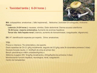 Toxicidad tardia ( 6-24 horas ) 
HEPATOTOXICIDAD. Género Amanita -A. phalloides, A. verna, 
A. virosa-, género Lepiota y género Galerina 
MA: ciclopeptidos: amatoxinas ( fallo heptorenal) , falotoxina ( toxicidad GI subaguda), virotoxina . 
Fases: 
Latencia ( 6-24 horas ): nauseas, vómitos. Dolor abdominal. Diarrea acuosa coleriforme 
18-36 horas: mejoria sintomatica. Aumento de enzimas hepáticos 
Tercer dia: fallo hepato-renal ( ictericia, aumento de transaminasas, coagulopatia, oligoanuria). 
DX: Hª, identificación especies por experto. Orina: amatoxinas. 
TTO: 
Precoz e intensivo. Tto sintomático y de soporte. 
Dosis repetidas de CA /(1 g/Kg inicialmente, seguido de 0.5 g/kg cada 3h durantelos primeros 3 días) 
Diuresis forzada neutra. (> 3ml/Kg/h de orina el primer día) 
Benzil -penicilina(un millón unidades/Kg/día) o 
Silibinina (Legalon ®IV: 5mg/Kg inicialmente y 20mg/Kg/día los primeros 3 días) 
Monitorización función hepática, neurologica, renal, coagulación. 
Centro de transplantes 
 
