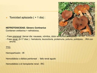  Toxicidad aplazada ( + 1 dia) : 
NEFROTOXICIDAD. Género Cortinarius 
Contienen orellanina > nefrotóxica. 
- Fase prerrenal: (tercer dia: nauseas, vómitos, dolor en flanco, polidipsia) 
- Fase renal: (8-17 dias ) : hematuria, leucocituria, proteinuria, poliuria, polidipsia… IRA con 
anuria. 
TTO: 
Hemoperfusión : IR 
Hemodiálisis o diálisis peritoneal : fallo renal agudo 
Hemodiálisis o el transplante renal : IRC 
