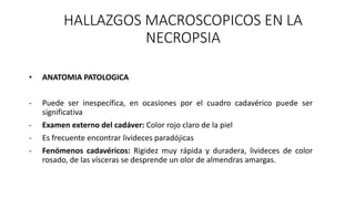 • ANATOMIA PATOLOGICA
- Puede ser inespecífica, en ocasiones por el cuadro cadavérico puede ser
significativa
- Examen externo del cadáver: Color rojo claro de la piel
- Es frecuente encontrar livideces paradójicas
- Fenómenos cadavéricos: Rigidez muy rápida y duradera, livideces de color
rosado, de las vísceras se desprende un olor de almendras amargas.
HALLAZGOS MACROSCOPICOS EN LA
NECROPSIA
 