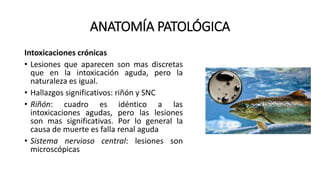 ANATOMÍA PATOLÓGICA
Intoxicaciones crónicas
• Lesiones que aparecen son mas discretas
que en la intoxicación aguda, pero la
naturaleza es igual.
• Hallazgos significativos: riñón y SNC
• Riñón: cuadro es idéntico a las
intoxicaciones agudas, pero las lesiones
son mas significativas. Por lo general la
causa de muerte es falla renal aguda
• Sistema nervioso central: lesiones son
microscópicas
 