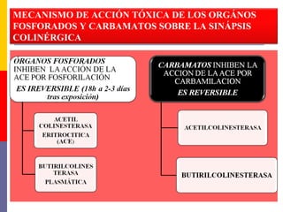 MECANISMO DE ACCIÓN TÓXICA DE LOS ORGÁNOS
FOSFORADOS Y CARBAMATOS SOBRE LA SINÁPSIS
COLINÉRGICA
 