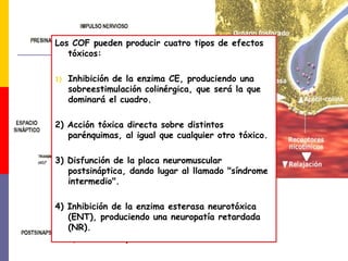 Los COF pueden producir cuatro tipos de efectos
tóxicos:
1) Inhibición de la enzima CE, produciendo una
sobreestimulación colinérgica, que será la que
dominará el cuadro.
2) Acción tóxica directa sobre distintos
parénquimas, al igual que cualquier otro tóxico.
3) Disfunción de la placa neuromuscular
postsináptica, dando lugar al llamado "síndrome
intermedio".
4) Inhibición de la enzima esterasa neurotóxica
(ENT), produciendo una neuropatía retardada
(NR).
 