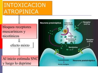 INTOXICACION
ATROPINICA
bloquea receptores
muscarínicos y
nicotínicos
bloquea receptores
muscarínicos y
nicotínicos
efecto mixtoefecto mixto
Al inicio estimula SNC
y luego lo deprime
Al inicio estimula SNC
y luego lo deprime
 