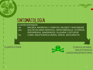 SINTOMATOLOGÍA
         CUATRO ESTADIOS
         1er    NAUSEA, ANOREXIA Y VOMITOS, PALIDEZ Y DIAFORESIS
         2do    DOLOR EN AREA HEPATICA, HEPATOMEGALIA, ICTERICIA
                PROGRESIVA, SANGRADOS, OLIGURIA Y ESTUPOR
         3ro    COMA, INSUFICIENCIA RENAL GRAVE, MIOCARDITIS




CUARTA ETAPA                                         CONVULSIONES,
                                                      INSUFICIENCIA
                                                CARDIORESPIRATORIA
 