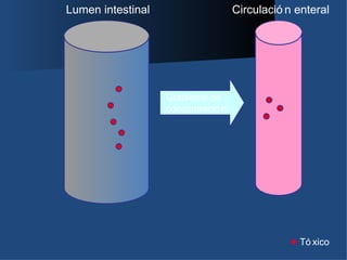 Lumen intestinal                    Circulació n enteral




                   Gradiente de
                   concentració n




                                                 Tó xico
 