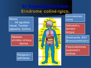 3) Organofosforados:
         Síndrome coliné rgico.
                             convulsiones,
Miosis,                      coma
    Alt agudeza
visual, Temblor              Salivació n,
párpados, Epífora            temblor
                             lengua
 Náuseas,                    Bradicardia, BAV
 vó mitos có licos,          Broncocontricció n
       diarrea.
                             Fasciculaciones,
                             sudoració n
      Relajació n            profusa
      esfínteres
 