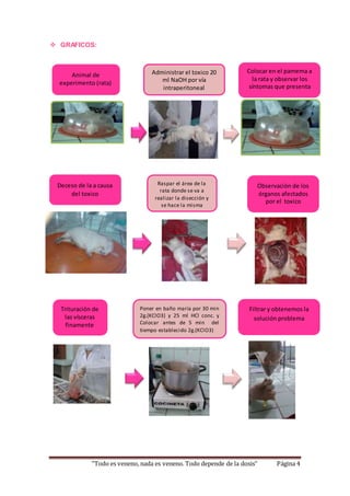  GRAFICOS: 
Animal de 
experimento (rata) 
Colocar en el pamema a 
la rata y observar los 
síntomas que presenta 
Deceso de la a causa 
del toxico 
Administrar el toxico 20 
ml NaOH por vía 
intraperitoneal 
Raspar el área de la 
rata donde se va a 
realizar la disección y 
se hace la misma 
Observación de los 
órganos afectados 
por el toxico 
Trituración de 
las vísceras 
finamente 
Poner en baño maría por 30 min 
2g.(KClO3) y 25 ml HCl conc. y 
Colocar antes de 5 min del 
tiempo establecido 2g.(KClO3) 
Filtrar y obtenemos la 
solución problema 
“Todo es veneno, nada es veneno. Todo depende de la dosis” Página 4 
 