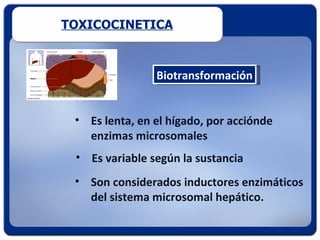 TOXICOCINETICA



                Biotransformación


 • Es lenta, en el hígado, por acciónde
   enzimas microsomales
 • Es variable según la sustancia
 • Son considerados inductores enzimáticos
   del sistema microsomal hepático.
 