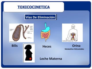 TOXICOCINETICA

        Vías De Eliminación




Bilis             Heces                   Orina
                                 Metabolitos Hidrosolubles




                 Leche Materna
 