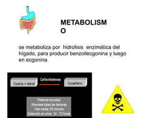 METABOLISM
O
se metaboliza por hidrolisis enzimática del
hígado, para producir benzoilecgonina y luego
en ecgonina.
 