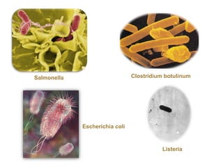 Salmonella 
Clostridium botulinum 
Listeria 
Escherichia coli 
 