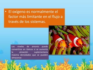 • El oxígeno es normalmente el
  factor más limitante en el flujo a
  través de los sistemas.




    Los niveles de amonio puede
    convertirse en tóxicos si se aumenta
    la      aireación      suplementaria
    máxima densidades que se pueden
    almacenar.
 
