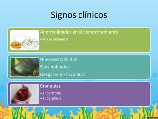 Signos clínicos
Anormalidades en el comportamiento
• No se alimentan




Hiperexcitabilidad
Ojos nublados
Desgaste de las aletas

Branquias
• Hipertrofia
• Hiperplasia
 